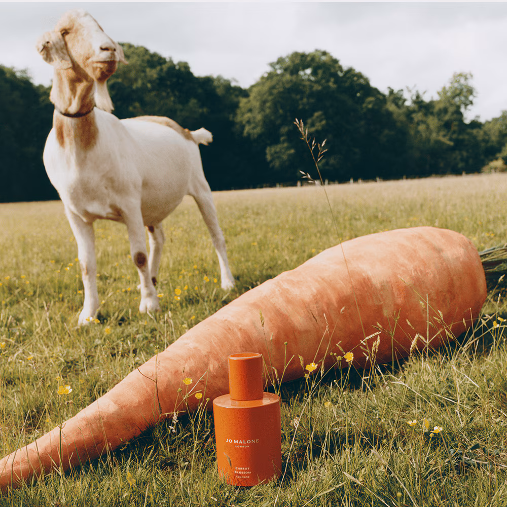 Carrot Blossom Cologne