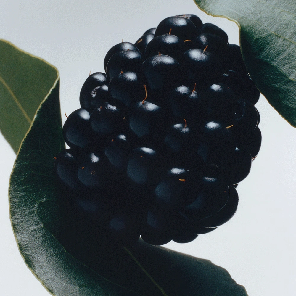 Blackberry & Bay Cologne