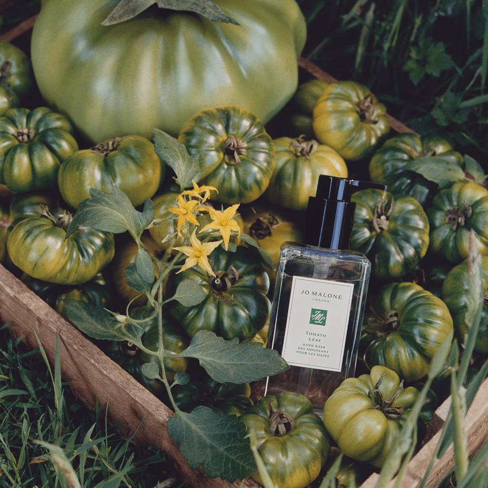 Tomato Leaf Hand Wash