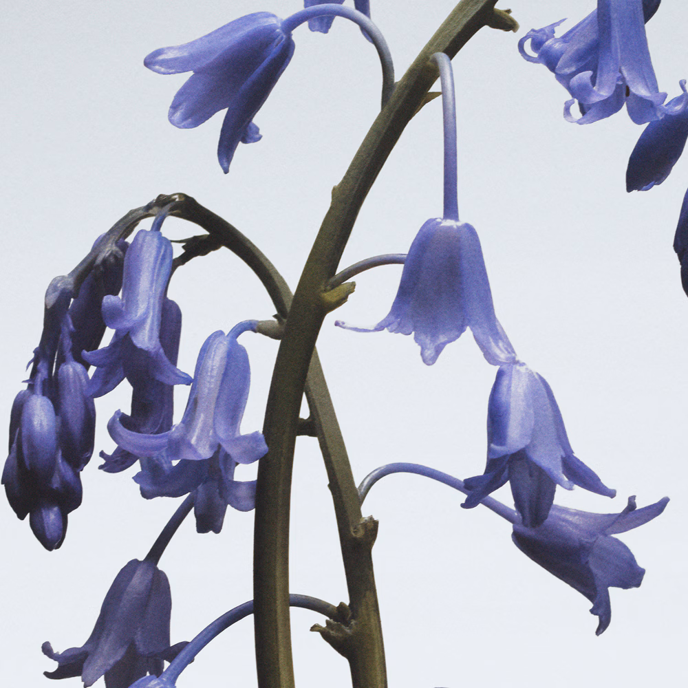 Wild Bluebell Body Mist
