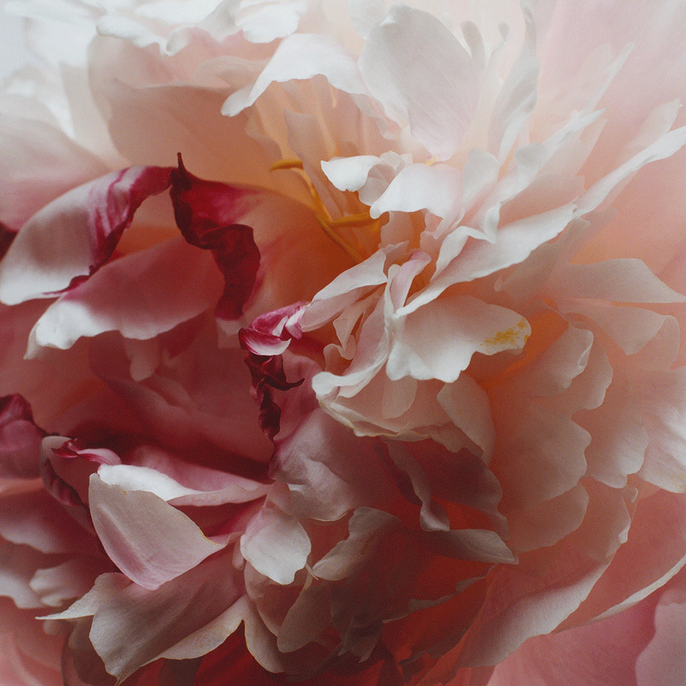 Peony & Blush Suede Bath Oil