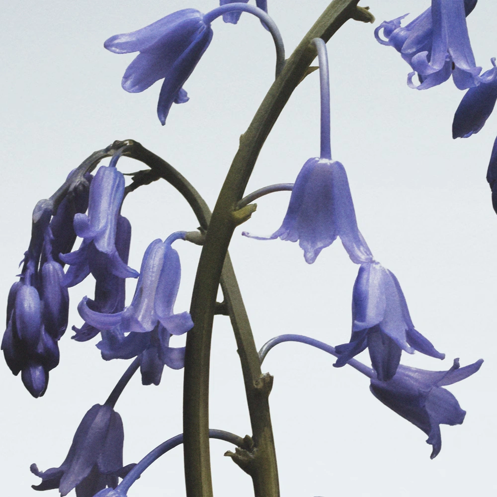 Wild Bluebell Body Crème